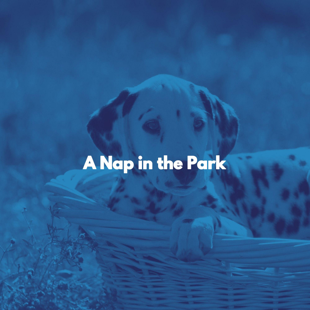 Breathtaking Ambiance for Christmas Dogs