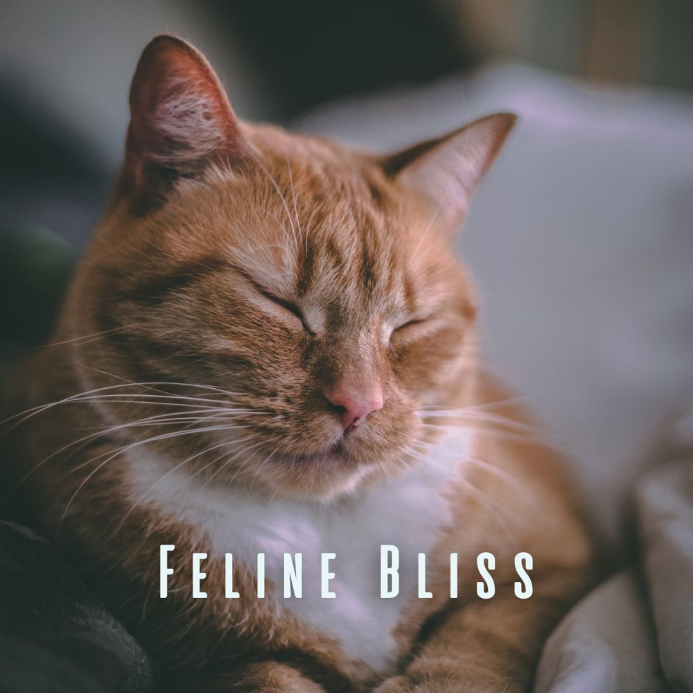 Catnap Serenade