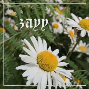 Listen to Daisies song with lyrics from ZAYY