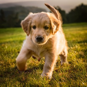 ดาวน์โหลดและฟังเพลง Melodías Pacíficas Vespertinas Para Perros พร้อมเนื้อเพลงจาก Leyendas de la música canina