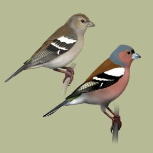 收聽Polskie Ptaki的Bird sounds - Finch歌詞歌曲