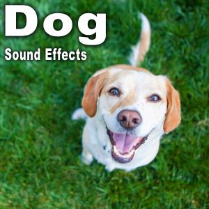收聽The Hollywood Edge Sound Effects Library的Two Mixed Breed-Adolescents Dogs Snarl, Growls and Whine Take 1歌詞歌曲