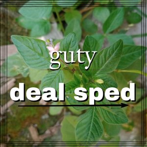 Listen to car service you deal sped song with lyrics from Guty