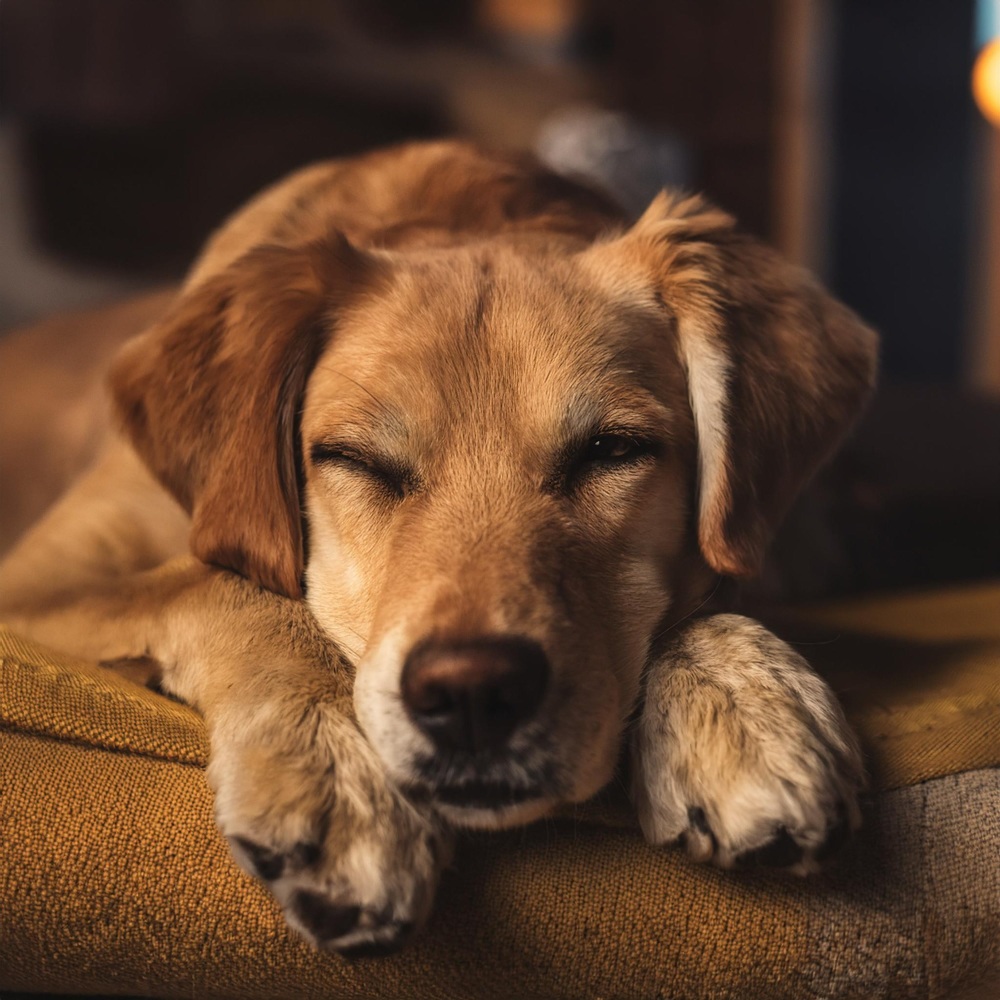 Música De Patitas Suaves