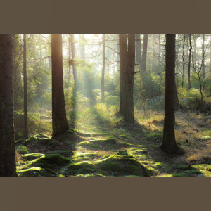 收听SPA的Drop of Colour歌词歌曲