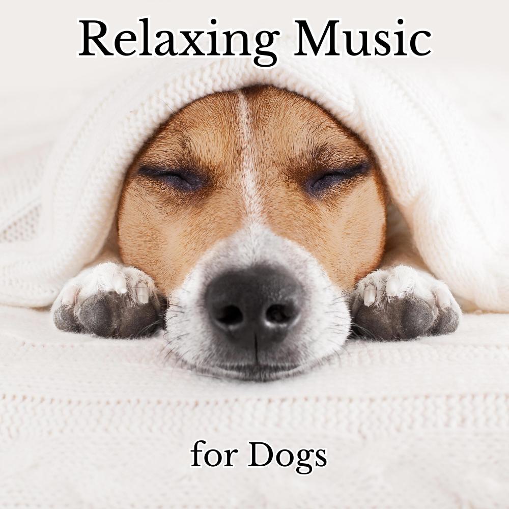 Canine Relaxing in Dreamland