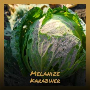 ดาวน์โหลดและฟังเพลง Busted Now พร้อมเนื้อเพลงจาก Erol Goji