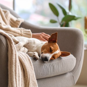 ดาวน์โหลดและฟังเพลง Msica Lofi Para Perros En Calma พร้อมเนื้อเพลงจาก Melodas LoFi