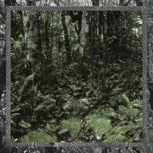 ดาวน์โหลดและฟังเพลง Rain Forest พร้อมเนื้อเพลงจาก Bronco
