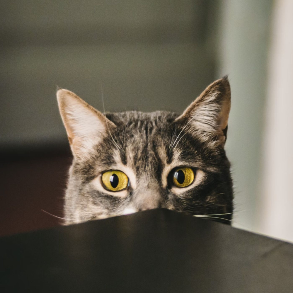 Harmonic Cat's Reverie