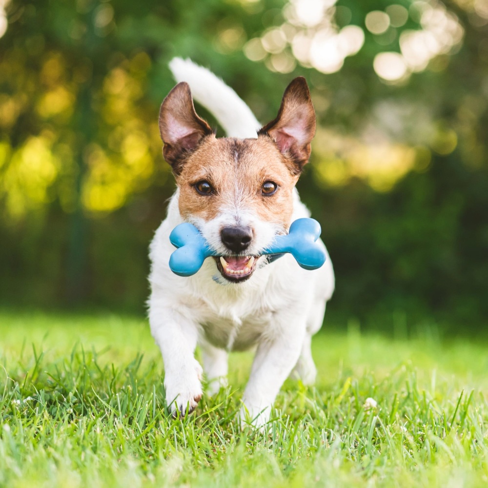 Soothing Dog Melodies for Peace