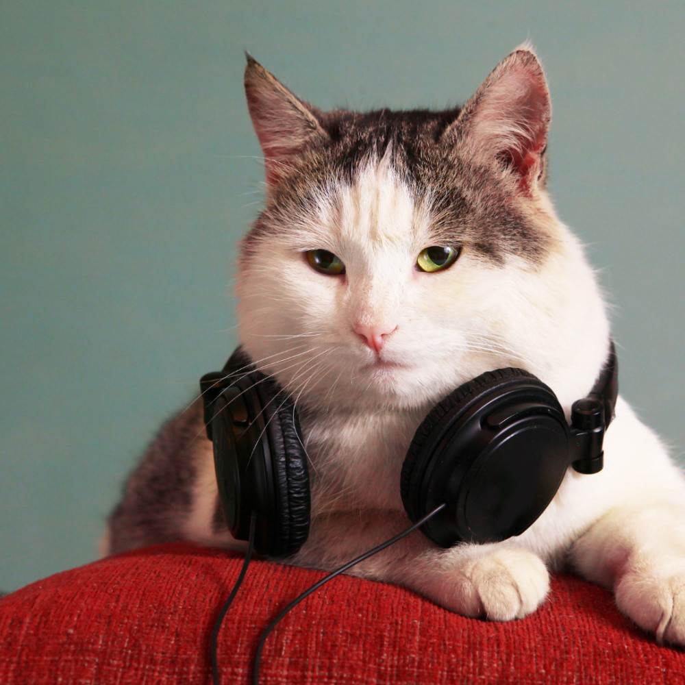 Purrfect Health Ballad