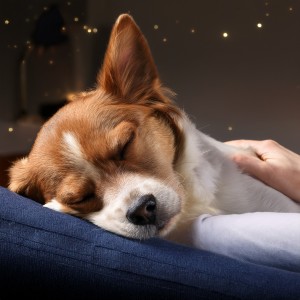 收聽Musicoterapia para el cuidado de mascotas mascotas tranquilas的Latidos Suaves歌詞歌曲