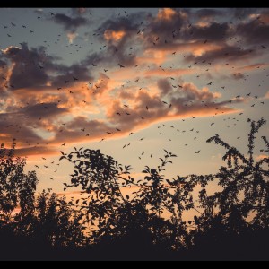 Dengarkan lagu Pure Imagination nyanyian Sleep Sounds of Nature dengan lirik