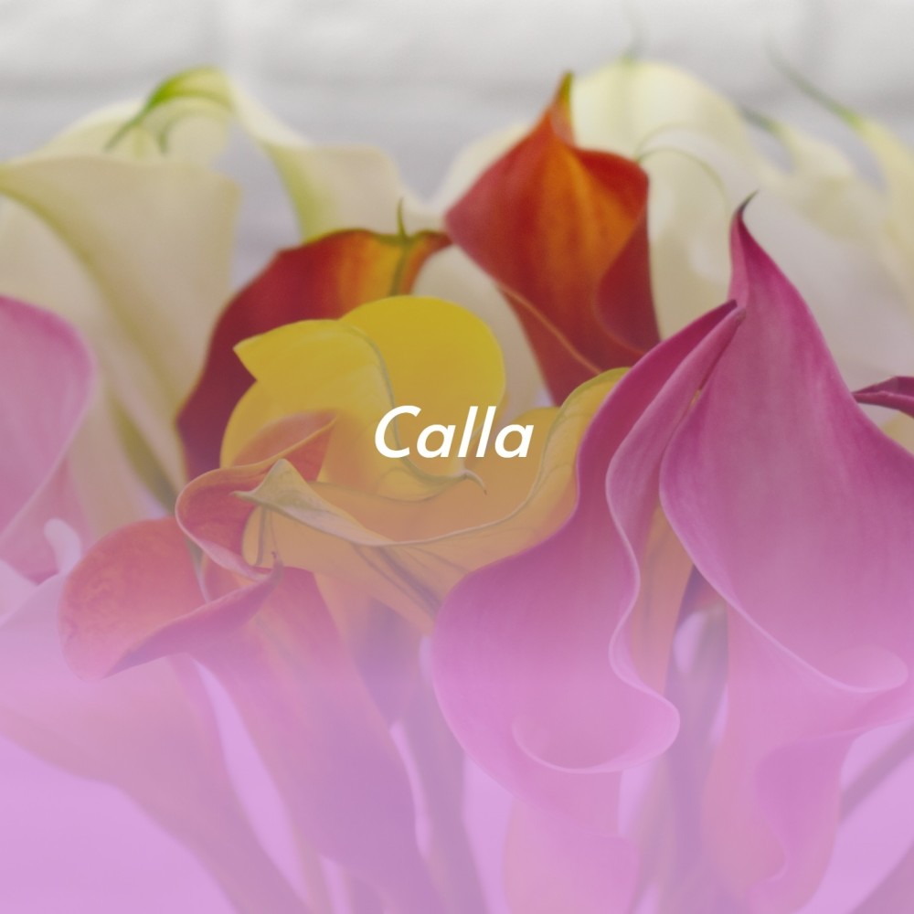 Calla