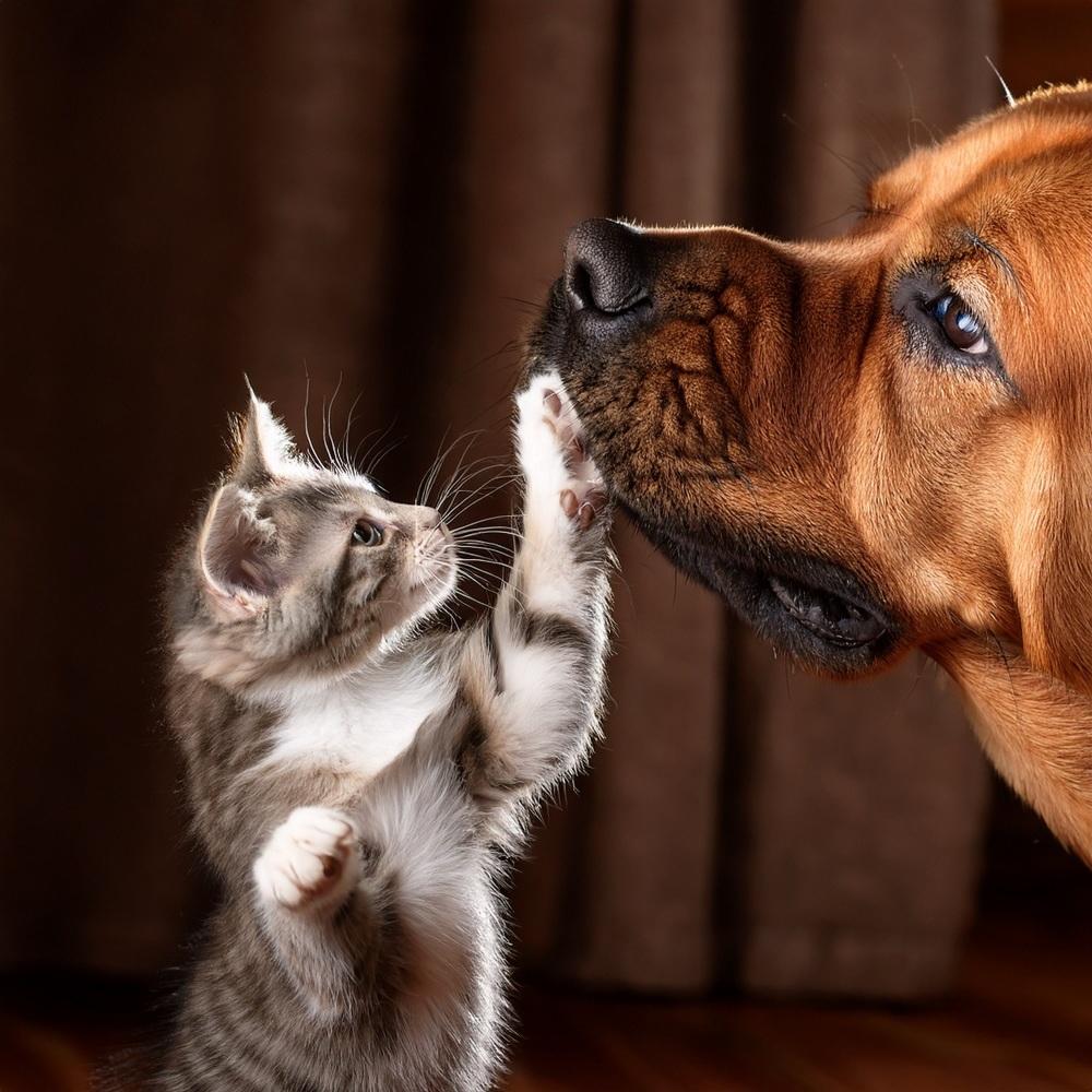 Furry Friends And The Comfort Of A Hug