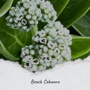 Various的专辑Beach Cebuano