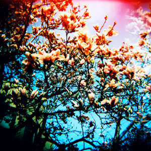Album Sensory Bloom from Orange Crush
