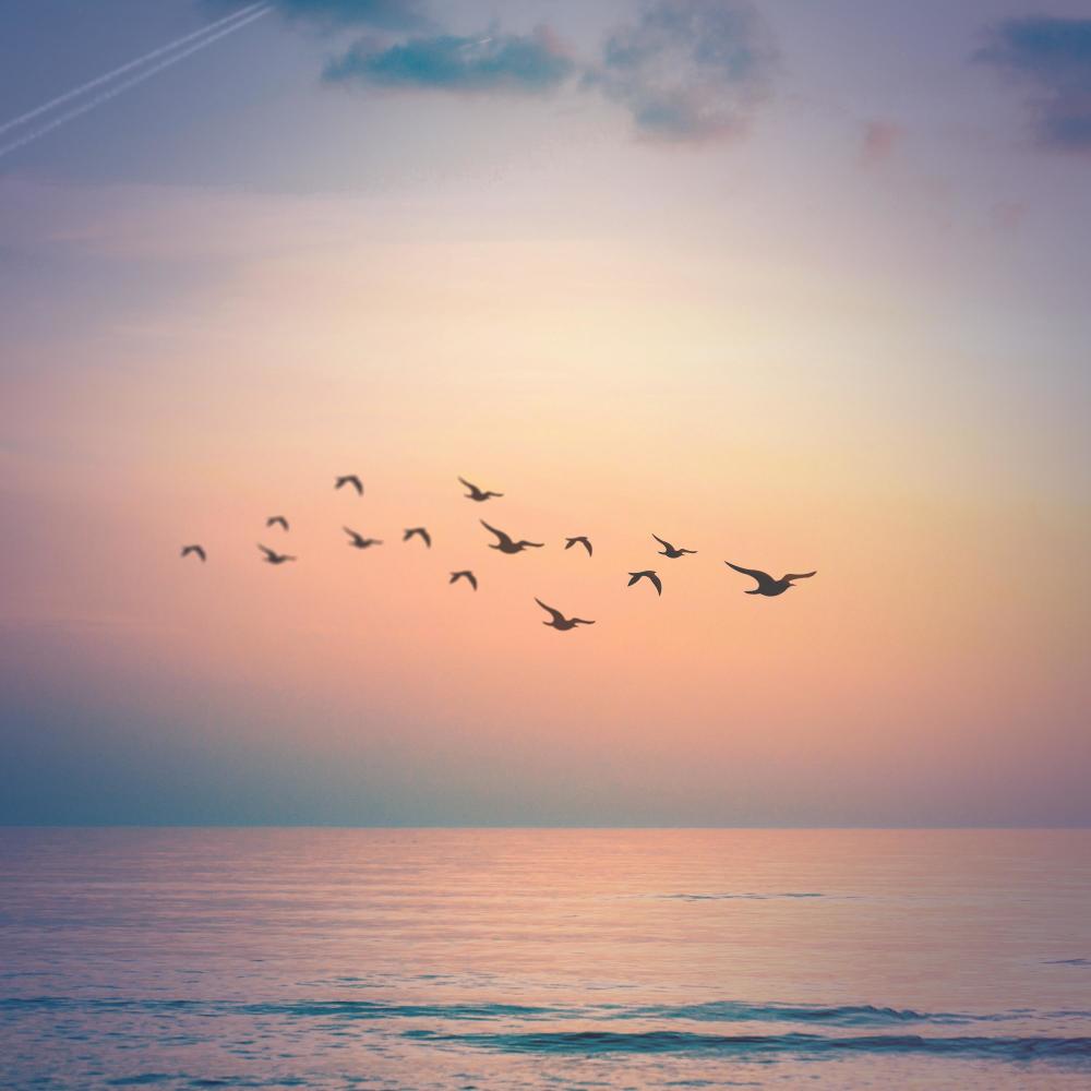 Birds Singing Sounds for Positive Mood and Relaxation