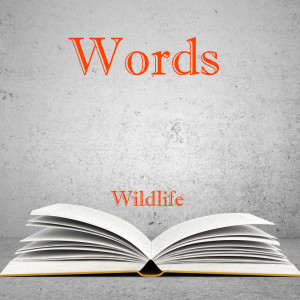 Dengarkan Words lagu dari Wildlife dengan lirik