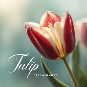 Album Tulip from 