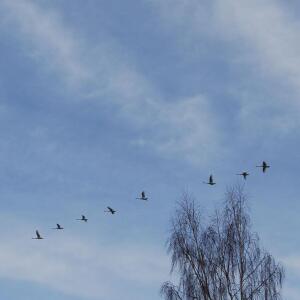 收聽Anders Larsson的Fågelsång (Traditionell folkvisa)歌詞歌曲