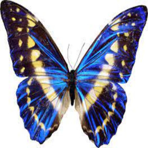 Album Butterflies from King Dee