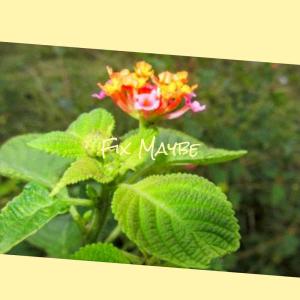 Listen to Rhetorical Isotretinoin song with lyrics from Betta Vini