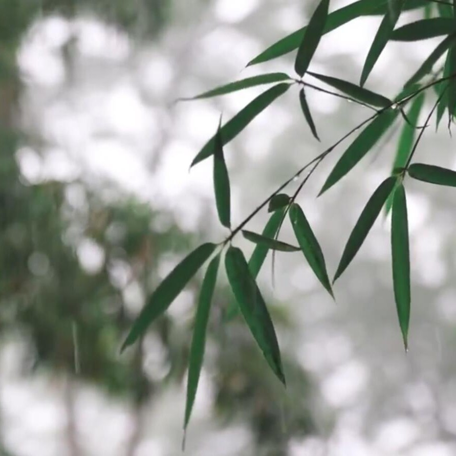 炎夏檐下 (伴奏)