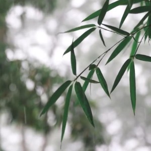 Album 炎夏檐下——言下的约，未赴的约 oleh 戴钒