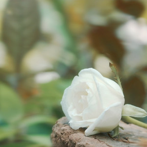 Dengarkan lagu ไม่ใช่ดอกไม้ของเธอ nyanyian The Hobby Of Snail's House dengan lirik