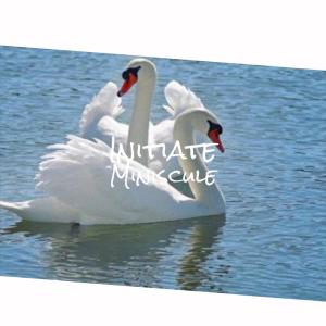 Listen to Whichever Everyone song with lyrics from Chunon
