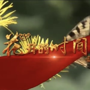 易靜的專輯花開的時間