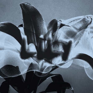 Listen to LILY song with lyrics from Dannee