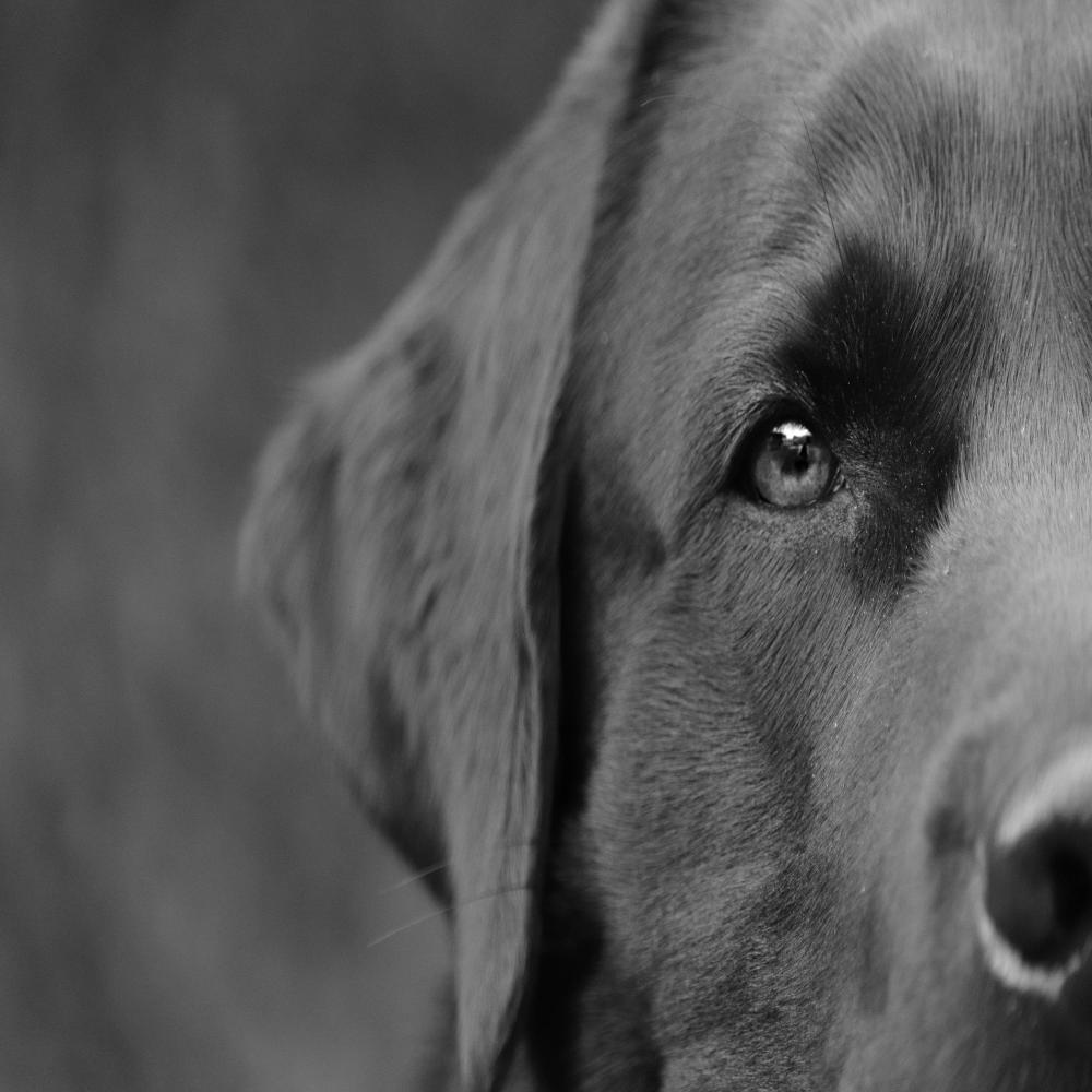 Black Dog