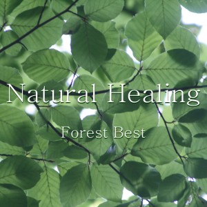 收聽Junichi Kamiyama的Healing Tree (Instrumental)歌詞歌曲