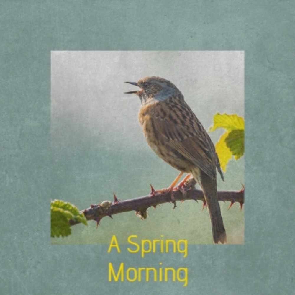 A Spring Morning