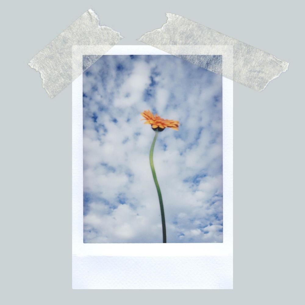 Bloom