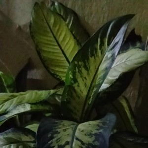 ดาวน์โหลดและฟังเพลง Jalur langit พร้อมเนื้อเพลงจาก Deri