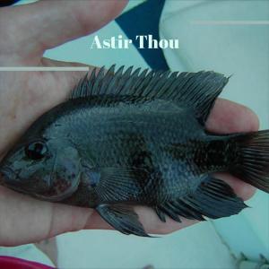 ดาวน์โหลดและฟังเพลง Avert None พร้อมเนื้อเพลงจาก Datin Diey