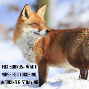 อัลบัม Fox Sounds- White Noise for Focusing, Working & Studying ศิลปิน Natural Sounds