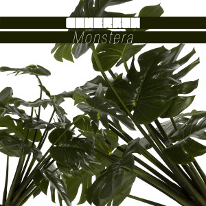 收聽Can Ergün的Monstera歌詞歌曲