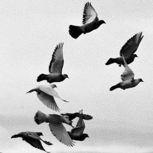 Aleaka的专辑The almighty birds