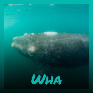 Album Wha oleh Various