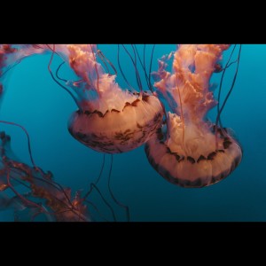 Listen to Underwater song with lyrics from Spa Music Relaxation
