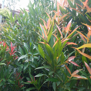 Dengarkan Unang Mardua Holong lagu dari Laura Niks Manullang dengan lirik