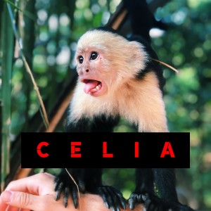 อัลบัม Celia ศิลปิน Celia