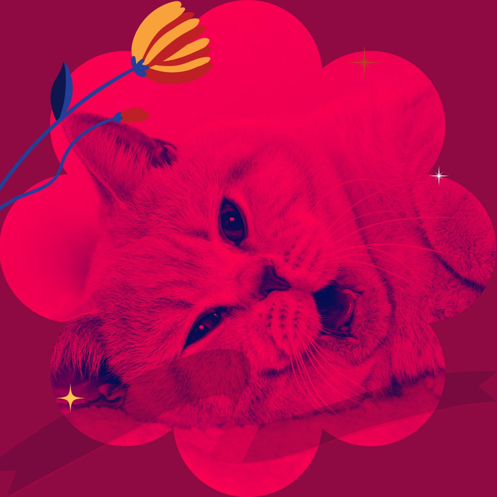 Quartet Jazz Soundtrack for Comfortable with Cats