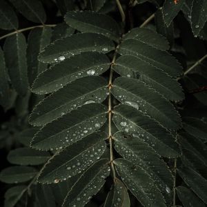 收听Yoga Tribe的Lily歌词歌曲