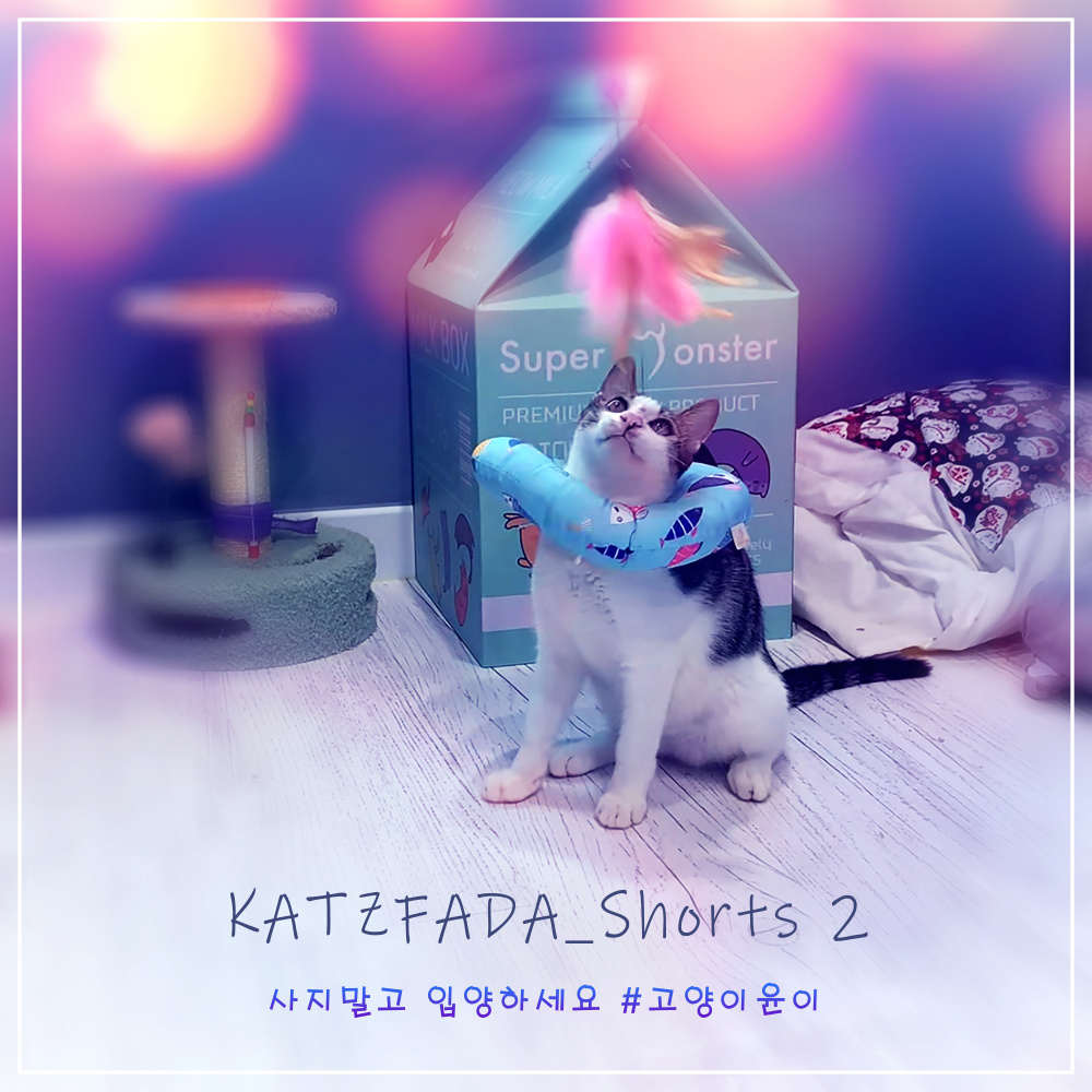 고양이 윤이